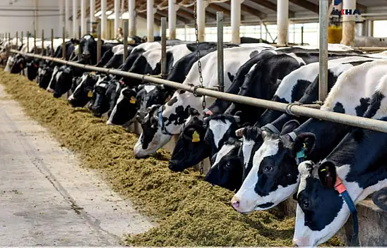 Hayvancılık Destekleme Başvurusu Yapacaklar İçin Başvuru Şartları Açıklandı