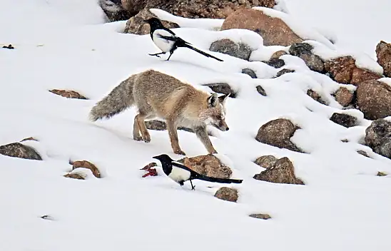 Kar Örtüsü Üzerinde Beslenen Tilkiler Görüntülendi