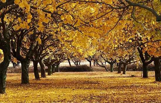 Kayısı Ağaçları Sarı Gelinliklerini Giydi