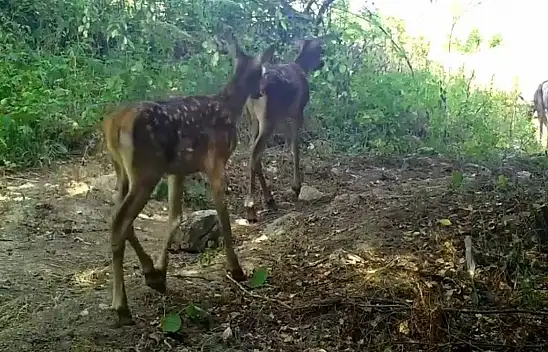 Kızıl Geyik Ailesi İlk Kez Bu Kadar Net Görüntülendi