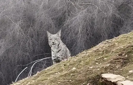 Malatya'da Vaşak Görüntülendi Doğanın Nadir Hazinesi