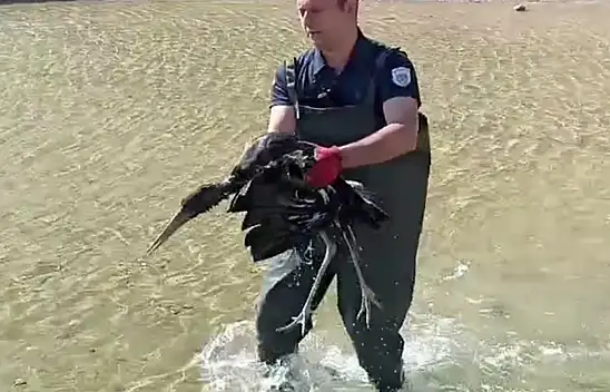 Malatya'da yaralı halde bulunan leylek koruma altına alındı