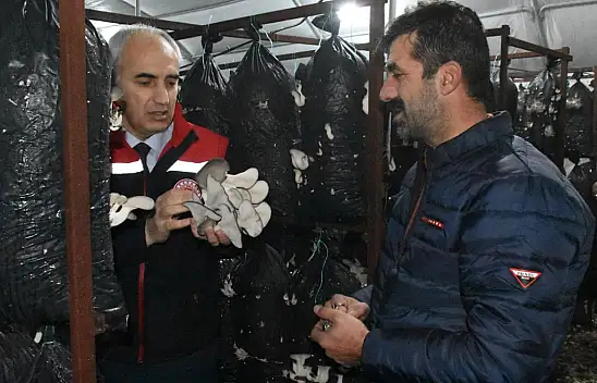 Malatya'da yılda yaklaşık 95 ton mantar üretiliyor