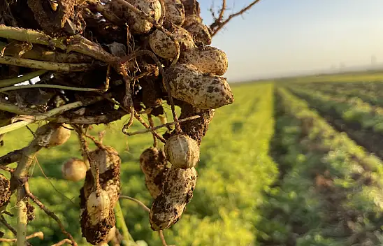 Pamuk Yerini Yer Fıstığına Bırakıyor