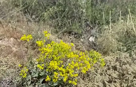 Sarı Kantaron Neden Bu Kadar Popüler? İşte Bilinmeyenler