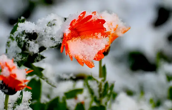 Sarıkamış Donuyor