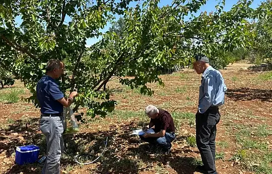 Şarka Hastalığı Malatya Kayısısına Tehdit Mi?