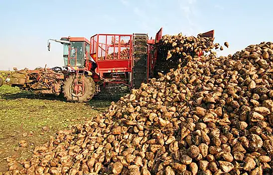 Şeker Pancarı Sözleşmesi Yapanlara Milyar Liralık Ödeme!