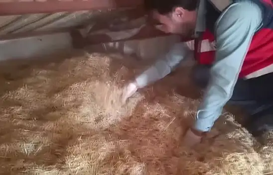 Silah kaçakçılığı operasyonunda 5 zanlı yakalandı