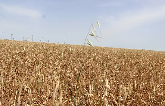 Kuraklık Döngüsü Çiftçiyi Bitiriyor!