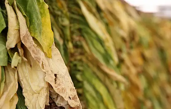 Tütün Üreticileri 60 Bin Ton İhracat Hedefliyor