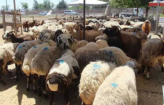 Vekaletle Kurban Kesim Bedelleri Belli Oldu Detaylar Haberimizde