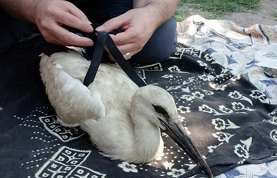 Yaren Leylek'in Yavruları Halkalandı Göç Yolculuğu Başlıyor!