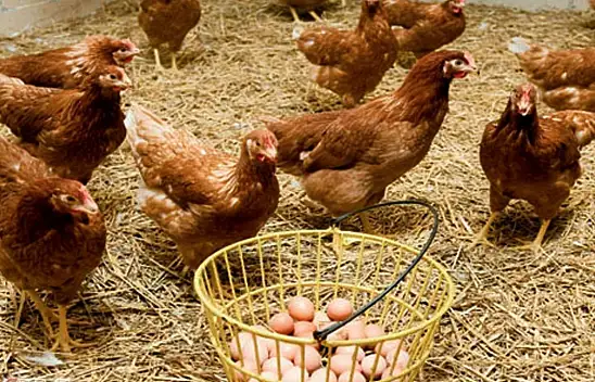 Yumurta Üretimi Düşerken Tavuk Eti Neden Arttı?