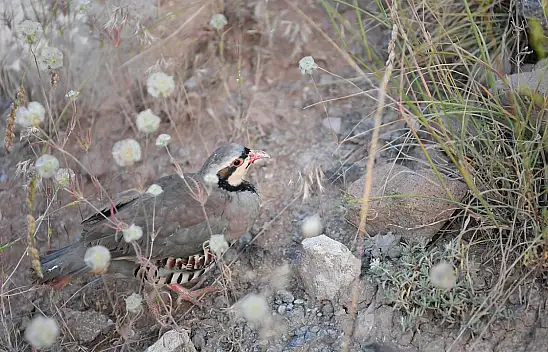 Yüzlerce Keklik Özgürlüğe Kanat Çırptı!