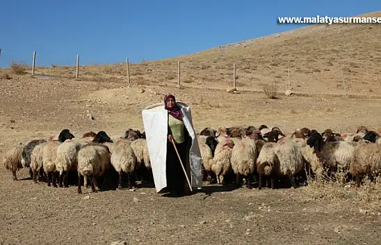 Borçla hayvancılığa başlayan kadın yetiştirici koyun sayısını 30'dan 300'e çıkardı