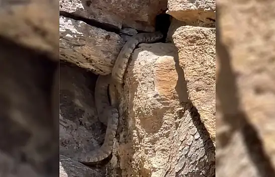 Doğa Tutkunlarının Karşısına Engerek Yılanı Çıktı!