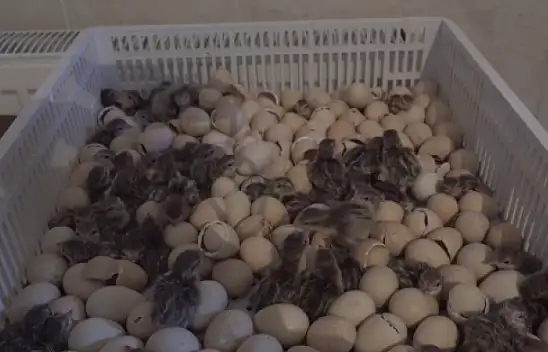 Gümüşhane'den 15 şehre keklik gönderilecek