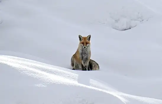 Kar örtüsü üzerinde beslenen tilkiler görüntülendi