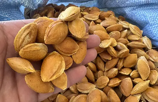 Kayısı çekirdeği kabuğundan biyoplastik üretildi