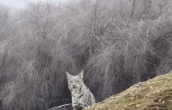 Malatya'da Vaşak Görüntülendi Doğanın Nadir Hazinesi