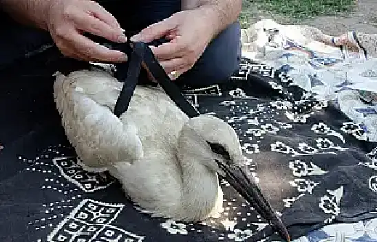 Yaren Leylek'in Yavruları Halkalandı Göç Yolculuğu Başlıyor!