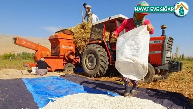 'Tarladan halka' fasulye ilgi görüyor