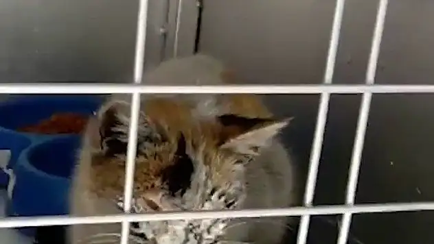 12 gün sonra enkazdan kurtarılan kedi için duygusal paylaşım