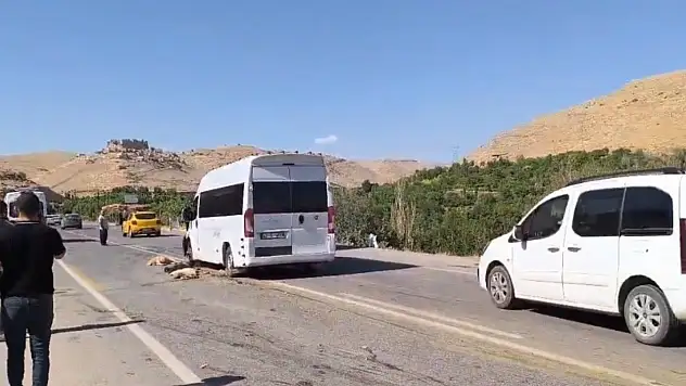 13 Küçükbaş Hayvan Telef Oldu Minibüs Sürücüsü Kaçtı mı?