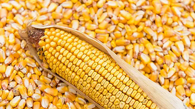 1400 Tonluk Mısır Satışı: İhale Tarihi Belli Oldu!