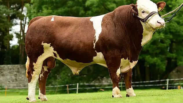 2026 yılı besilik sığır ithalatı başvuruları başladı