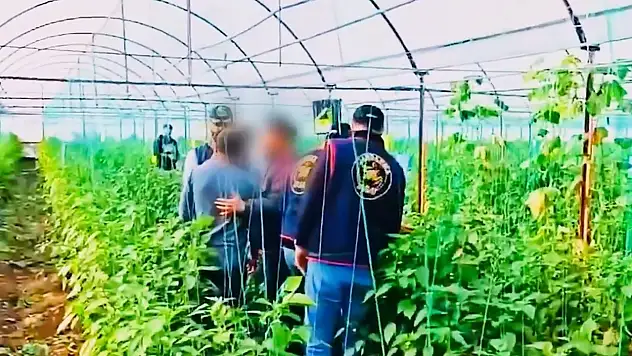 7 Yıllık Cinayet Firarisi Sera Bahçesinde Yakalandı