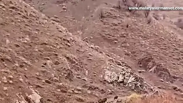 Aç kalan domuzlar, sürü halinde yiyecek ararken görüntülendi