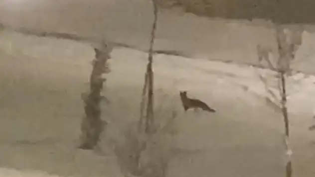 Aç kalan tilki şehir merkezine indi