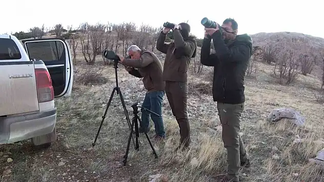 Adıyaman'da yaban keçileri tek tek sayılıyor