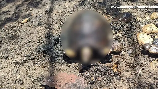Ağaçlık alanda çıkan yangında hayvanlar telef oldu