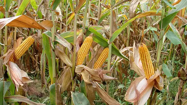 Arpa ve mısır ithalatında tarife kontenjanı 1 milyon ton oldu