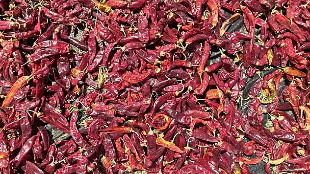 Başkan Görgel Maraş Biberi Hasadının Bereketli Olmasını Diliyorum