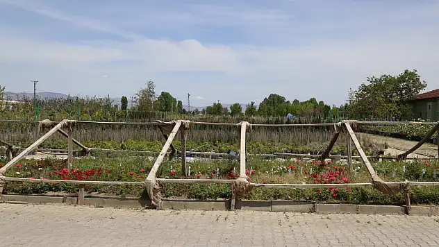 Battalgazi'nin Park e Bahçeleri Kendi Ürettiği Çiçeklerle Güzelleşiyor