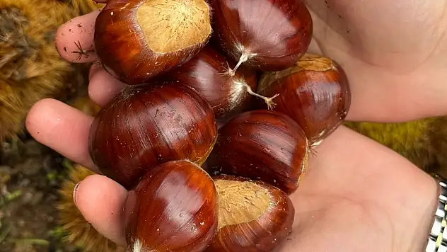 Beydağ'da kestane bereketi 240 ton ürün toplandı