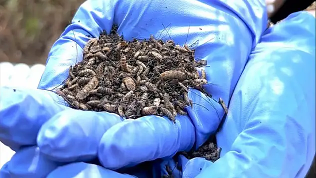 Böcek kalıntıları ölümün sırrını çözüyor!