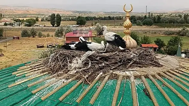 Camii Kubbesinden Düşen Leylek Yavrusunu Bakın Kim Kurtardı!