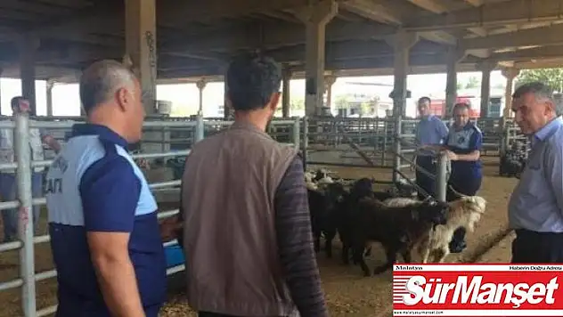Canlı Hayvan Borsası'ndaki padok işgalleri sona erdirildi