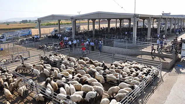 Çiftçilere Kritik Uyarı: Buzağı ve Kuzu Desteklerinde Askı Süreci Başladı
