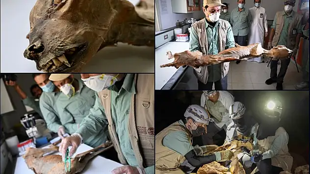 Çöl mağaralarında 1.800 yıllık çita mumyaları