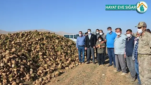 Darende'de pancar üretimi artıyor