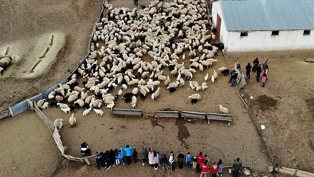 Depremzede çocuklar, koyun ve kuzuların duygusal buluşmasını izledi