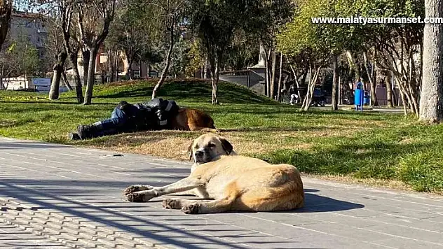 Diyarbakır'da iç ısıtan görüntü: Başını sokak köpeğine yaslayarak uyudu