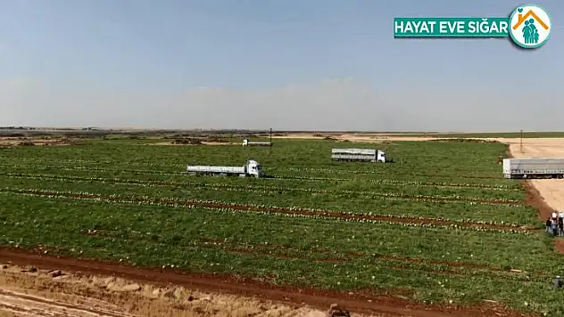 Diyarbakır'ın tescilli karpuzunda hasat zamanı