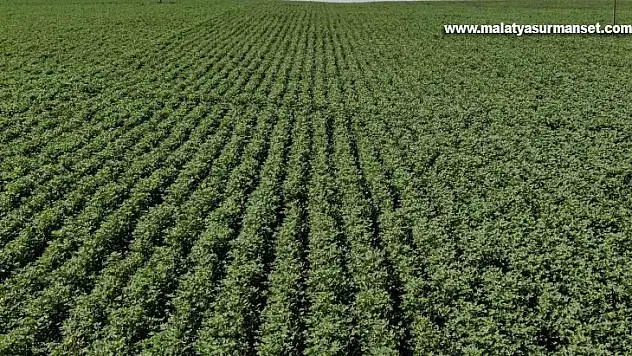 Diyarbakır tarımı çığır açtı: 813 tane tesis kuruldu, 452 milyon TL karşılıksız hibe aktarıldı
